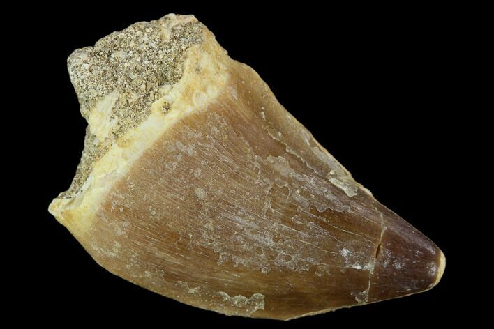 Mosasaur (Prognathodon) Tooth - Morocco #118970